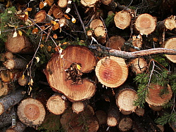 PICT3269%20naturvardestrad.JPG