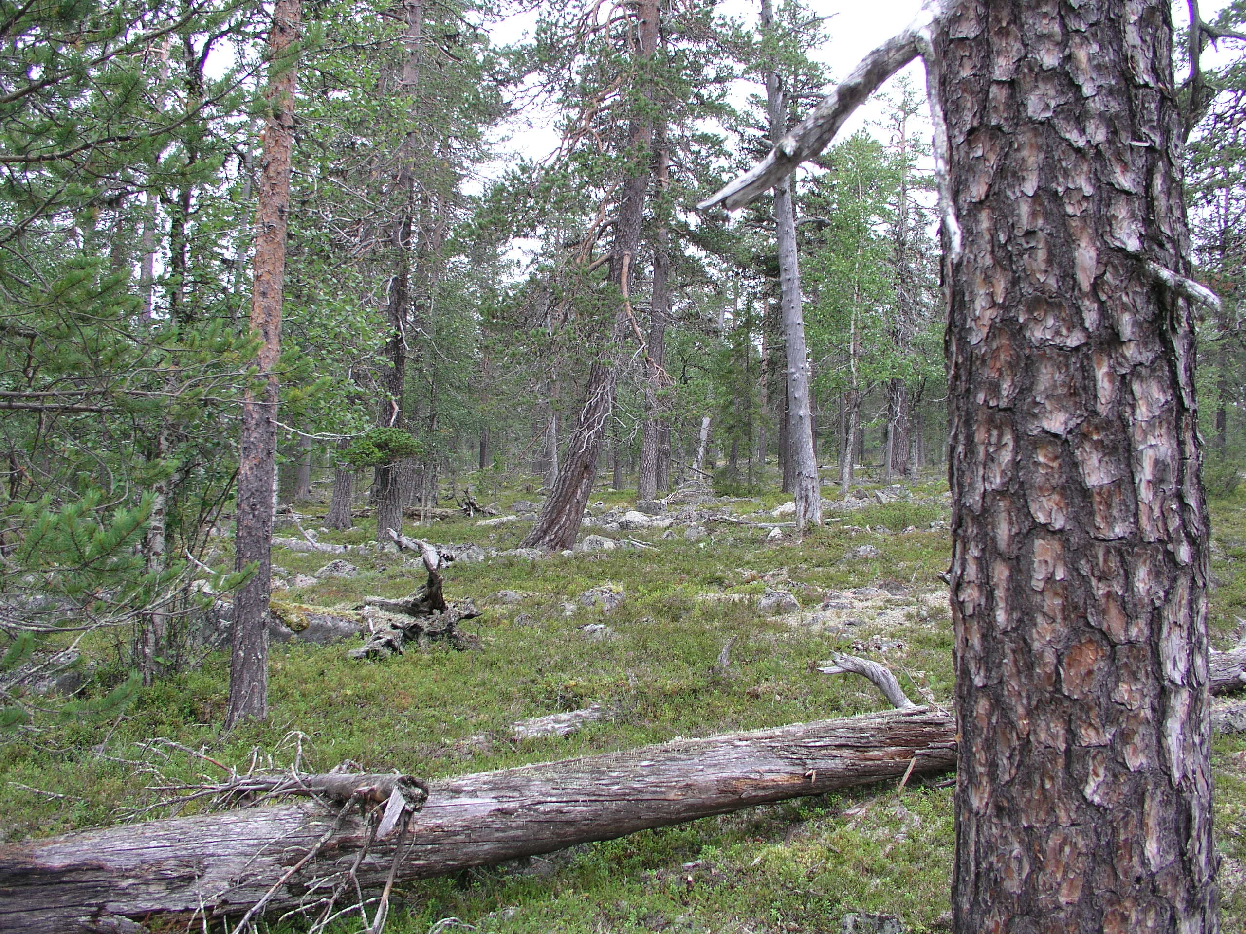 NorraVentikkovaaraP8041033.JPG