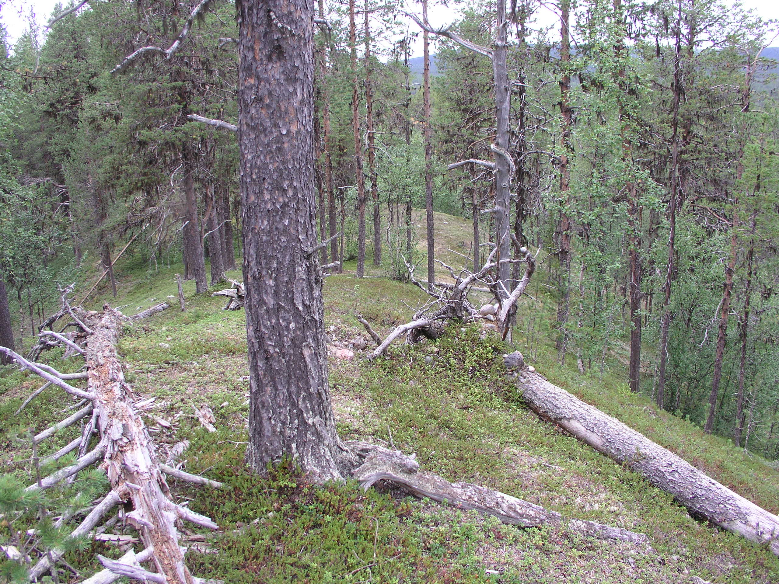 PahtavaaraP8110454.JPG