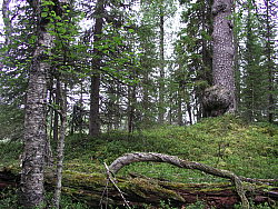 NorraVentikkovaaraP8040985.JPG