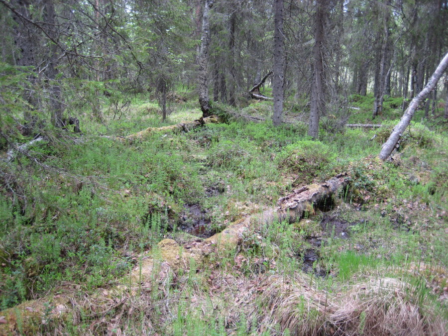 Storgranberget_Alvsby_Bjorn_Mildh_2008-06-07_(2).JPG