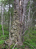 Storgranberget_Alvsby_2008-06-07_Bjorn_Mildh_(2).JPG