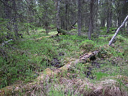 Storgranberget_Alvsby_Bjorn_Mildh_2008-06-07_(2).JPG