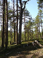 Kvarnbacken_Boden_2008-03-06_Elina_Hinkkanen_(7).JPG