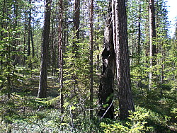 Kvarnbacken_Boden_2008-06-03_Per-Erik_Mukka_(6).JPG