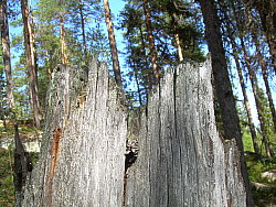 Kvarnbacken_boden_2008-06-03_Roger_Larsson_(14).JPG