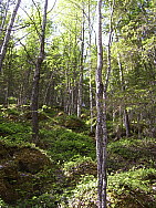 Myrberget_Boden_2008-06-05_Per-Erik_Mukka.JPG