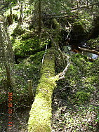 Myrberget_Boden_2008-06-05_Roger_Larsson.JPG