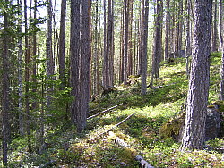 Myrberget_Boden_Per-Erik_Mukka_2008-0605.JPG