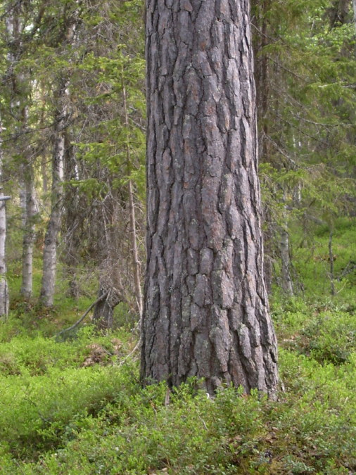 Kaskats_Jokkmokk_2008-06-06_Elina_Hinkkanen_(7).JPG