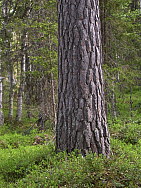 Kaskats_Jokkmokk_2008-06-06_Elina_Hinkkanen_(7).JPG