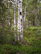 Kaskats_Jokkmokk_2008-06-06_Elina_Hinkkanen_(8).JPG