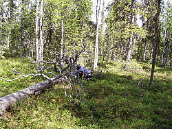 Kaskats_Jokkmokk_2008-06-06_Eva_Ydren_(1).JPG