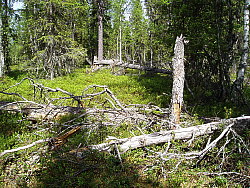 Kaskats_Jokkmokk_2008-06-06_Eva_Ydren_(3).JPG