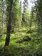 Kaskats_Jokkmokk_2008-06-06_Eva_Ydren_(4).JPG