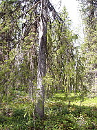 Kaskats_Jokkmokk_2008-06-06_Eva_Ydren_(5).JPG