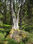 Kaskats_Jokkmokk_2008-06-06_Eva_Ydren_(7).JPG