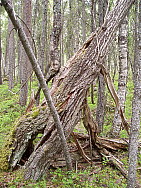 Kaskats_Jokkmokk_2008-06-06_Eva_Ydren_(8).JPG