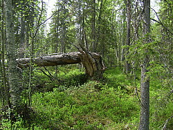 Kaskats_Jokkmokk_2008-06-06_Markus_Bjorksten_(2).JPG