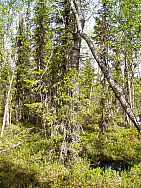 Kaskats_Jokkmokk_Eva_Ydren_2008-06-06.JPG