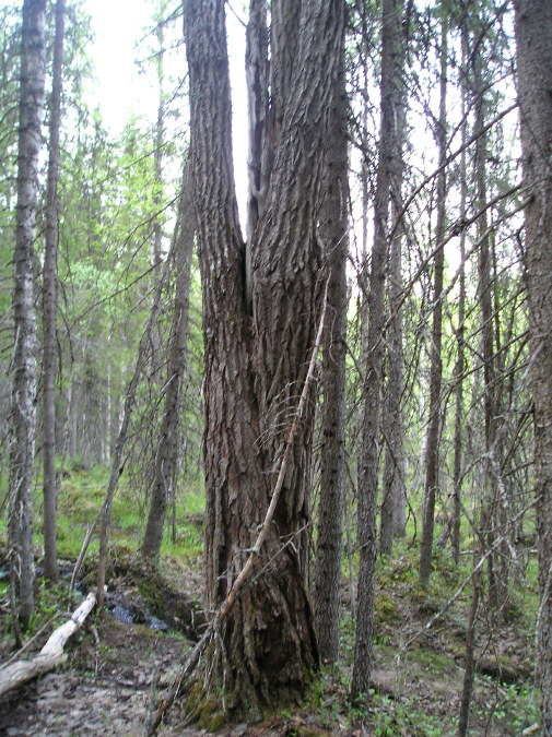 Katamyren_Jokkmokk_2008-06-06_Daniel_Rutschman_(21).JPG