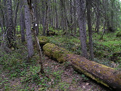 Katamyren_Jokkmokk_2008-06-06_Daniel_Rutschman.JPG