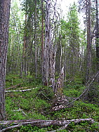 Katamyren_Jokkmokk_2008-06-06_Daniel_Rutschman_(13).JPG