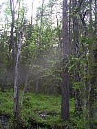 Katamyren_Jokkmokk_2008-06-06_Daniel_Rutschman_(14).JPG