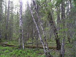 Katamyren_Jokkmokk_2008-06-06_Daniel_Rutschman_(15).JPG