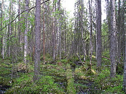 Katamyren_Jokkmokk_2008-06-06_Daniel_Rutschman_(18).JPG