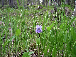 Katamyren_Jokkmokk_2008-06-06_Daniel_Rutschman_(22).JPG