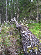 Katamyren_Jokkmokk_2008-06-06_Daniel_Rutschman_(3).JPG