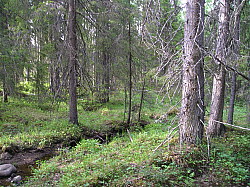 Katamyren_Jokkmokk_2008-06-06_Daniel_Rutschman_(4).JPG