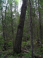 Katamyren_Jokkmokk_2008-06-06_Daniel_Rutschman_(5).JPG