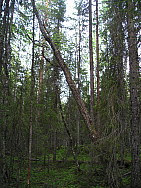 Katamyren_Jokkmokk_2008-06-06_Daniel_Rutschman_(6).JPG