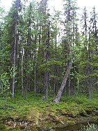 Katamyren_Jokkmokk_2008-06-06_Daniel_Rutschman_(7).JPG