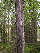 Katamyren_Jokkmokk_2008-06-06_Elina_Hinkkaen.JPG