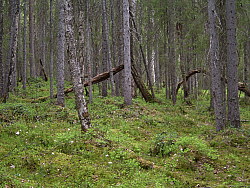 Katamyren_Jokkmokk_2008-06-06_Elina_Hinkkaen_(7).JPG