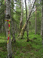 Katamyren_Jokkmokk_2008-06-06_Markus_Bjorksten.JPG