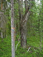 Katamyren_Jokkmokk_2008-06-06_Markus_Bjorksten_(1).JPG