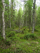 Katamyren_Jokkmokk_2008-06-06_Markus_Bjorksten_(2).JPG