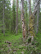 Katamyren_Jokkmokk_2008-06-06_Markus_Bjorksten_(4).JPG