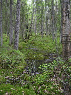 Katamyren_Jokkmokk_2008-06-06_Markus_Bjorksten_(5).JPG