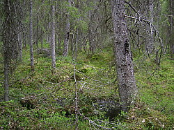 Katamyren_Jokkmokk_2008-06-06_Markus_Bjorksten_(6).JPG