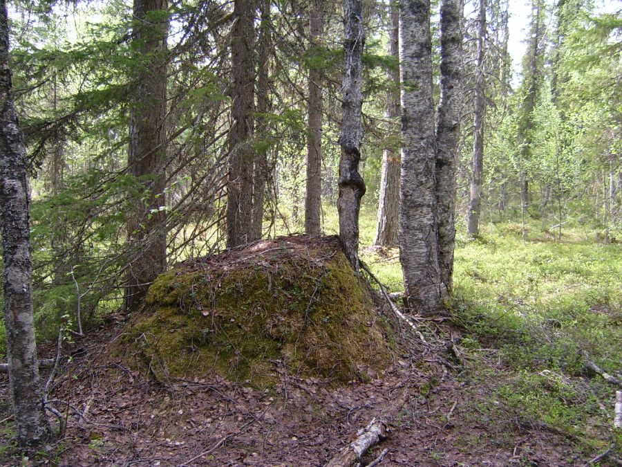 Snesudden_Boden_2008-06-05_Elina_Hinkkanen_(1).JPG