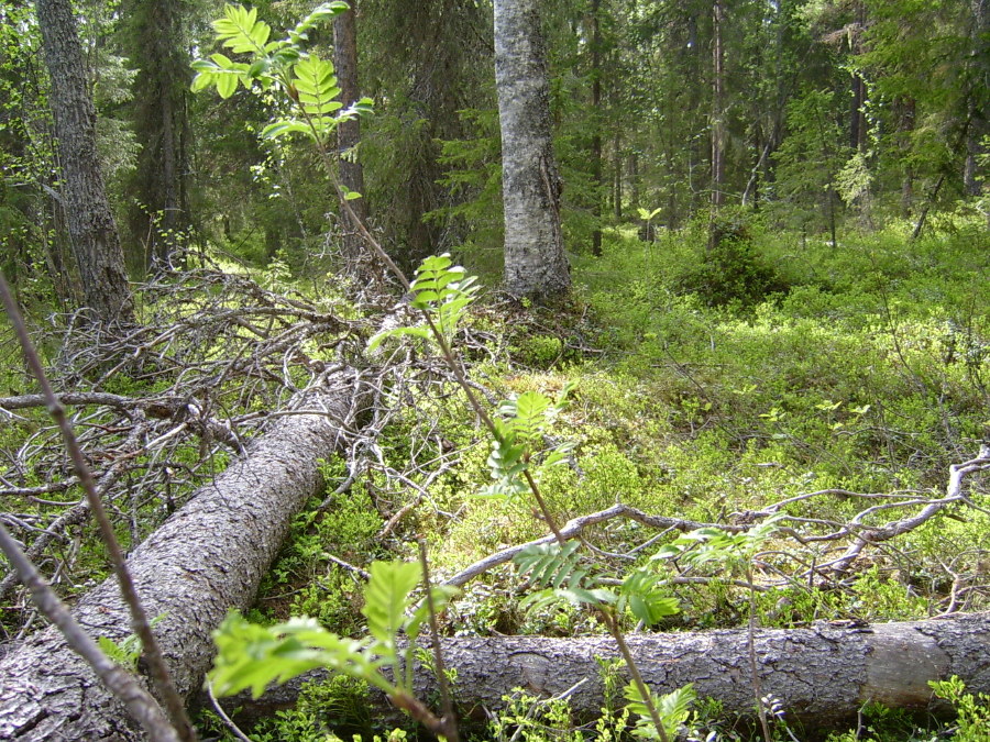 Snesudden_Boden_2008-06-05_Elina_Hinkkanen_(16).JPG