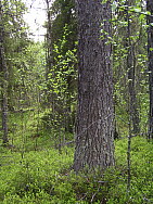 Snesudden_Boden_2008-06-05_Elina_Hinkkanen.JPG